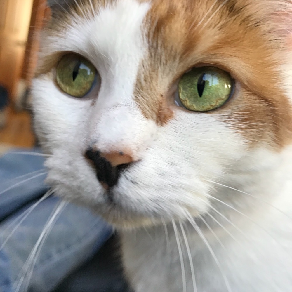 Meet your Posher, Sonja